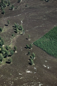 SH9a Pine remnants & plantation, Cairngorms